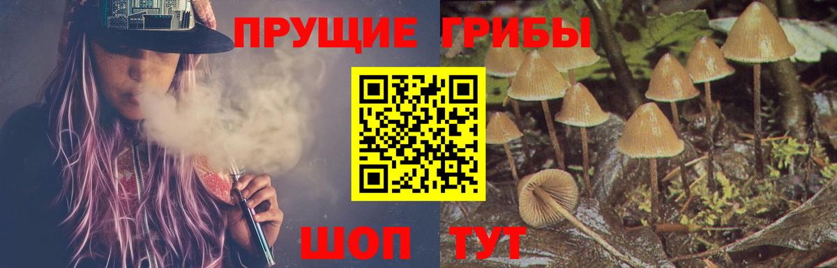 Галлюциногенные грибы прущие грибы  Вход с VPN  Ревда  Галлюциногенные грибы Psilocybine cubensis 